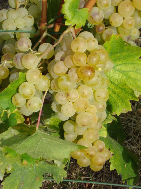 Agriturismo Cascina L'Arche سانتو ستيفانو بيلبو المظهر الخارجي الصورة